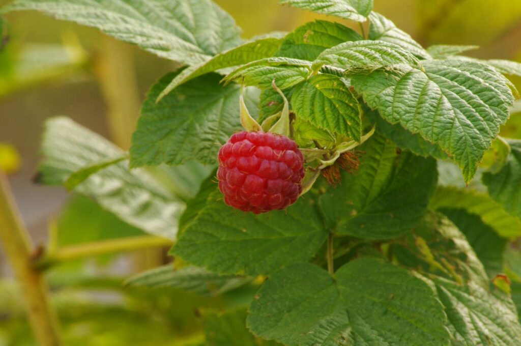 Raspberry Web