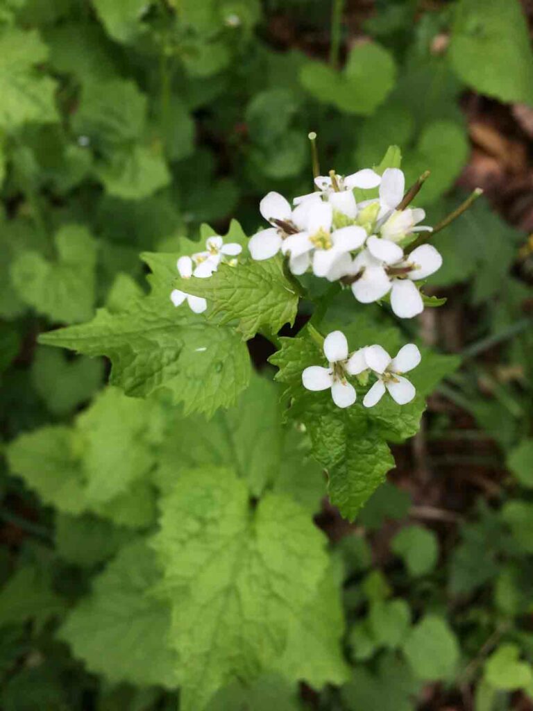 Alliaria Petiolata 1.jpg