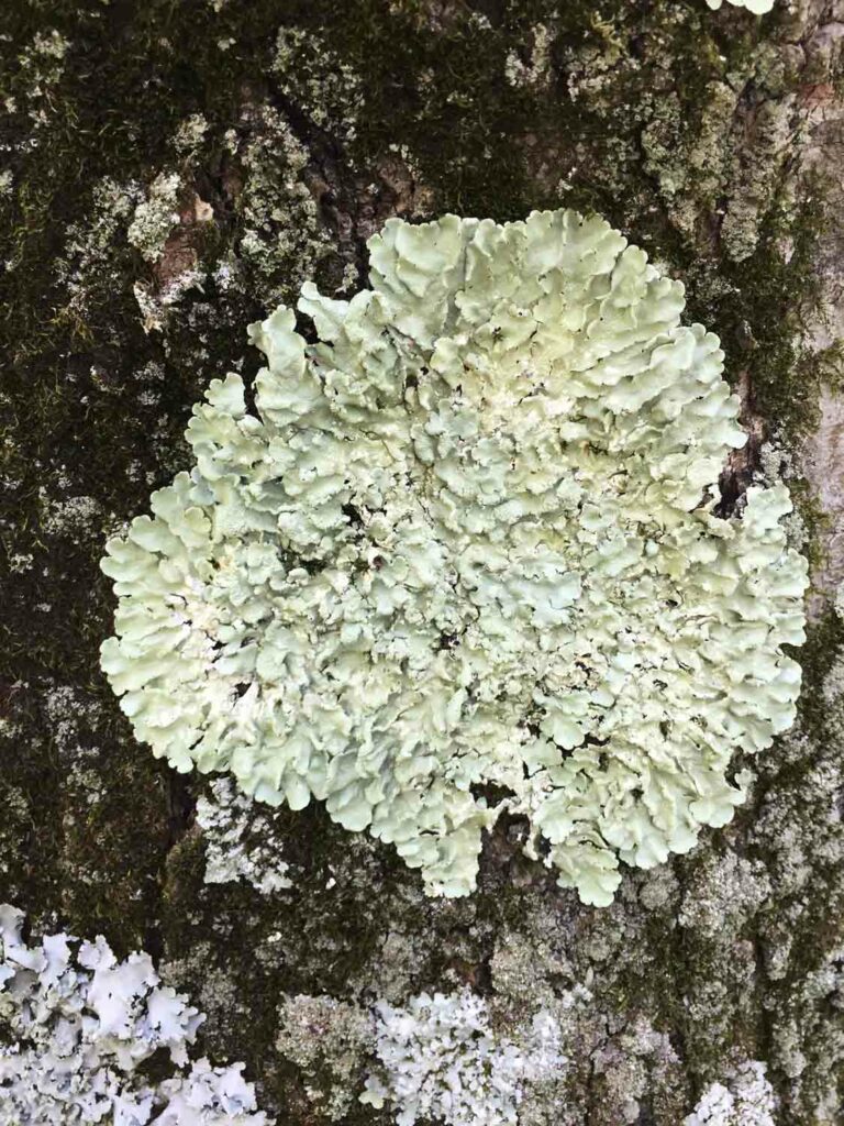 Lichen Treebark Iv 1.jpg