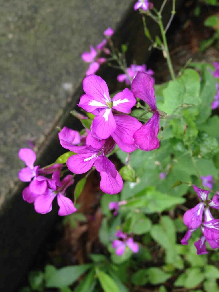 Lunaria Annua 1.jpg