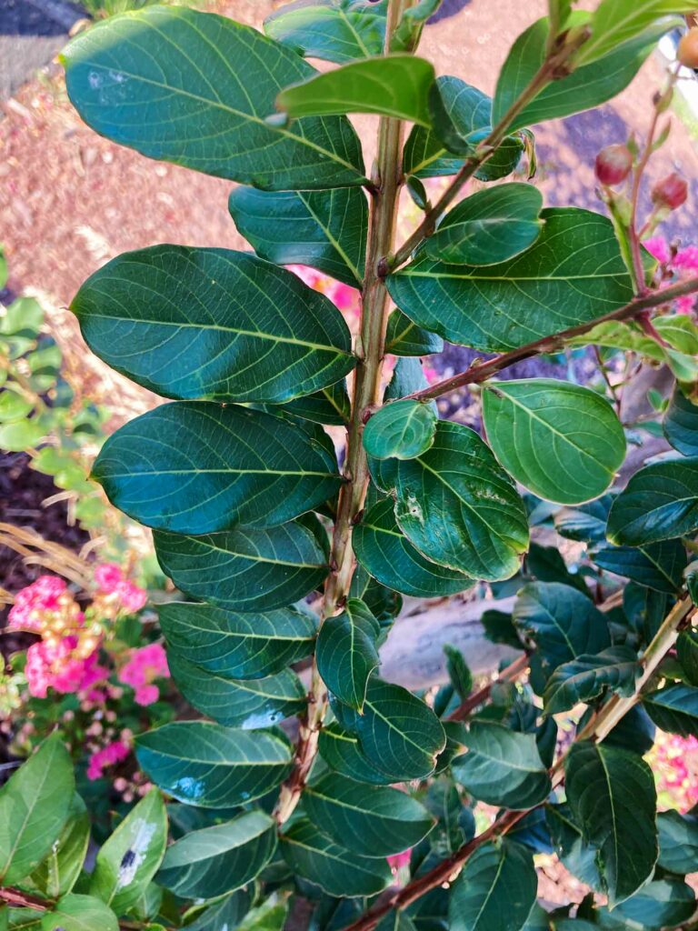 Crepe Myrtle Leaves01 Web