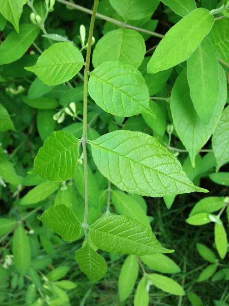 Greenleaves
