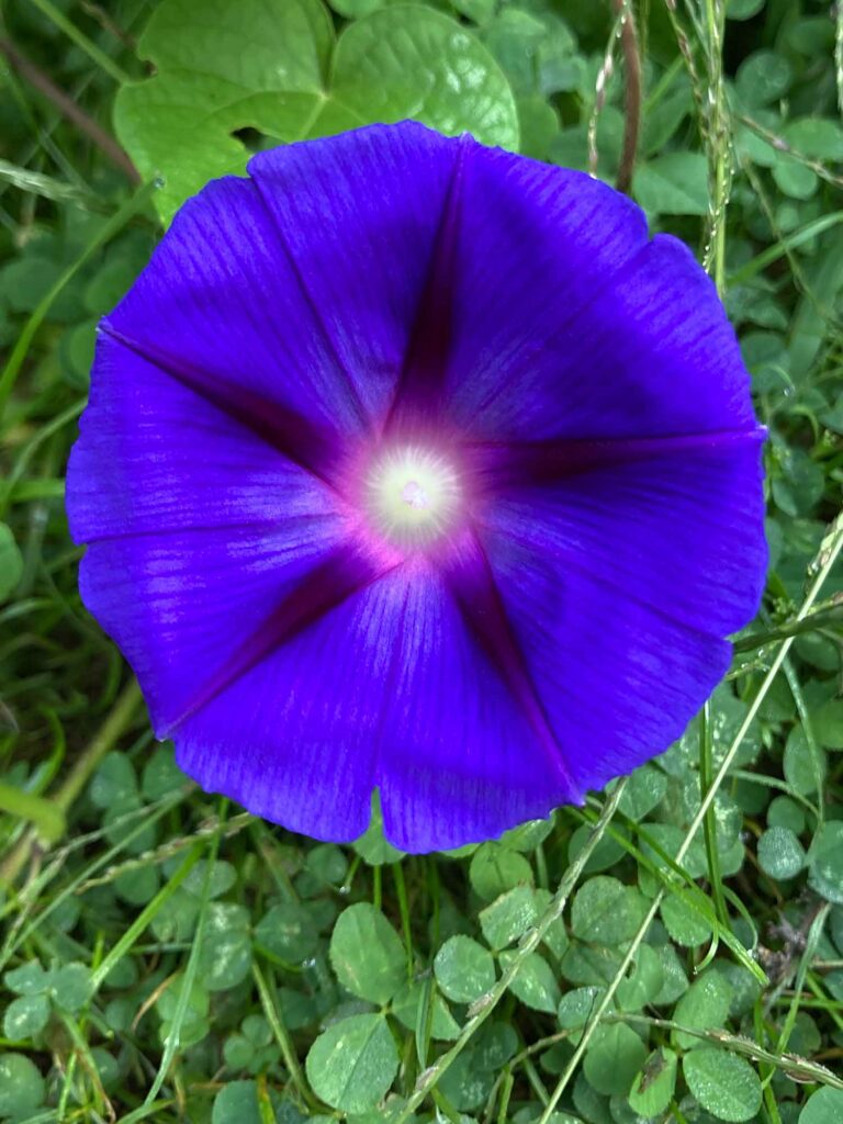 Morning Glory 01 Web