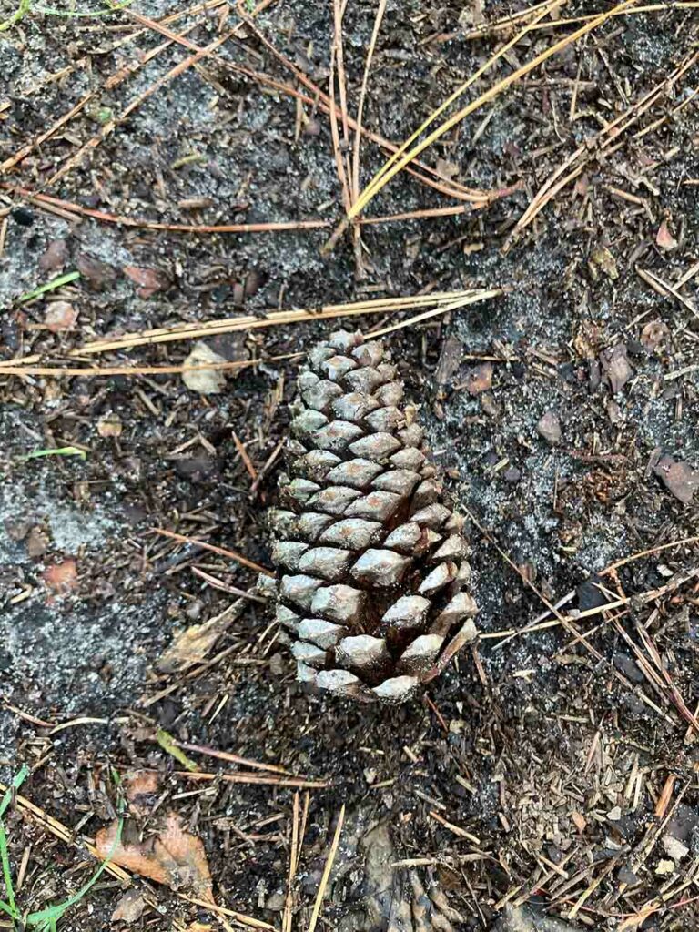 Pinecone02 Web