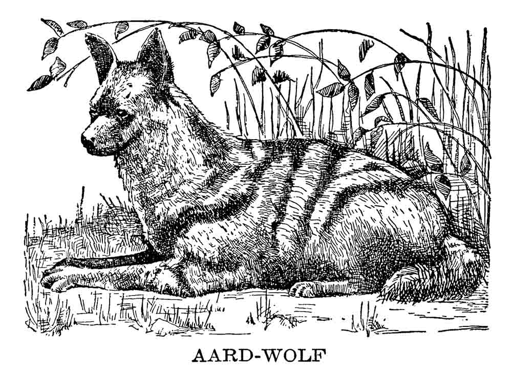 Aard Wolf Web Size