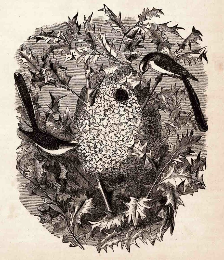Victorian Birds Illustration Web