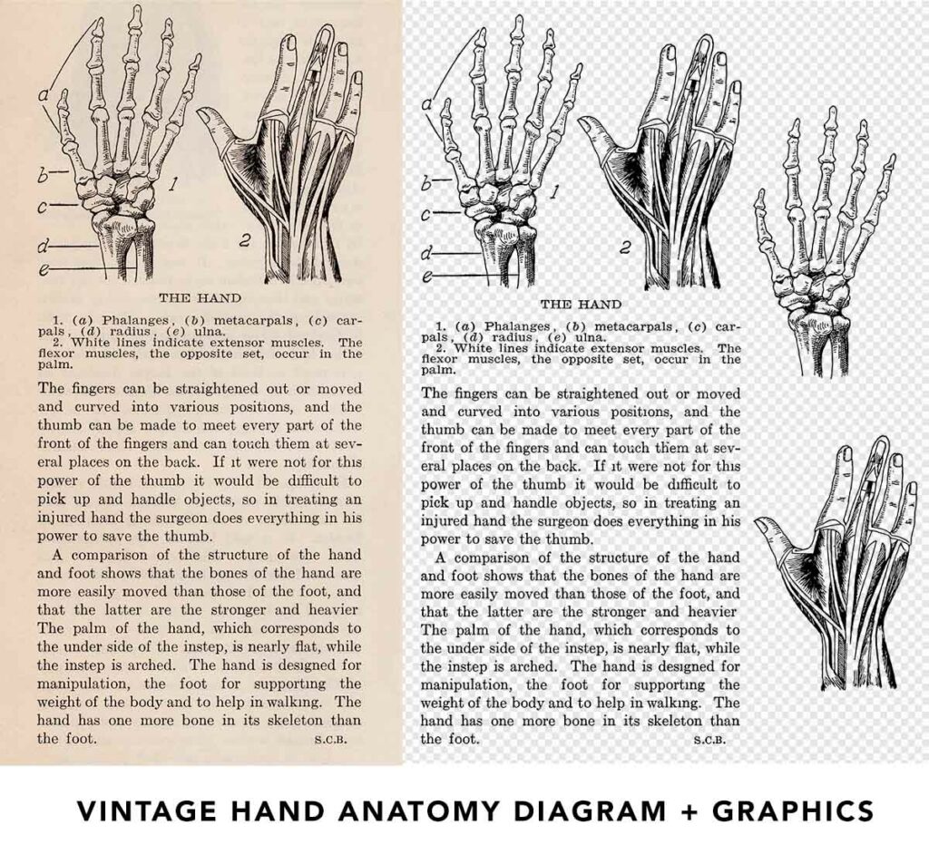 Vintage Hand Anatomy Preview