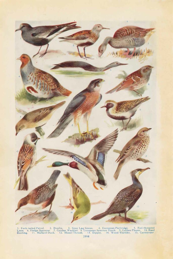 Northern Birds 03 Web
