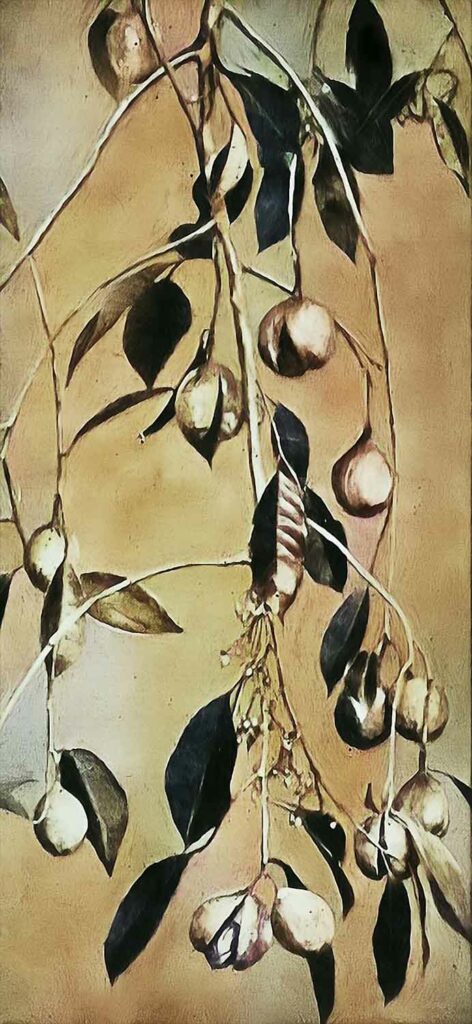 Nutmeg Spice Plant Web