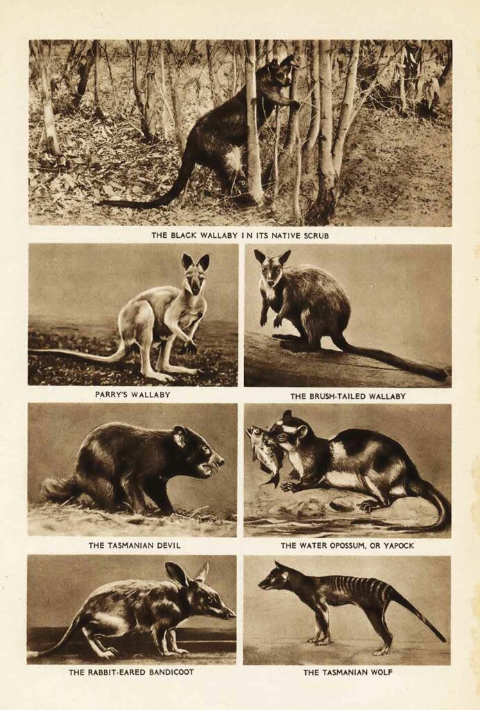 Wallaby01 Web