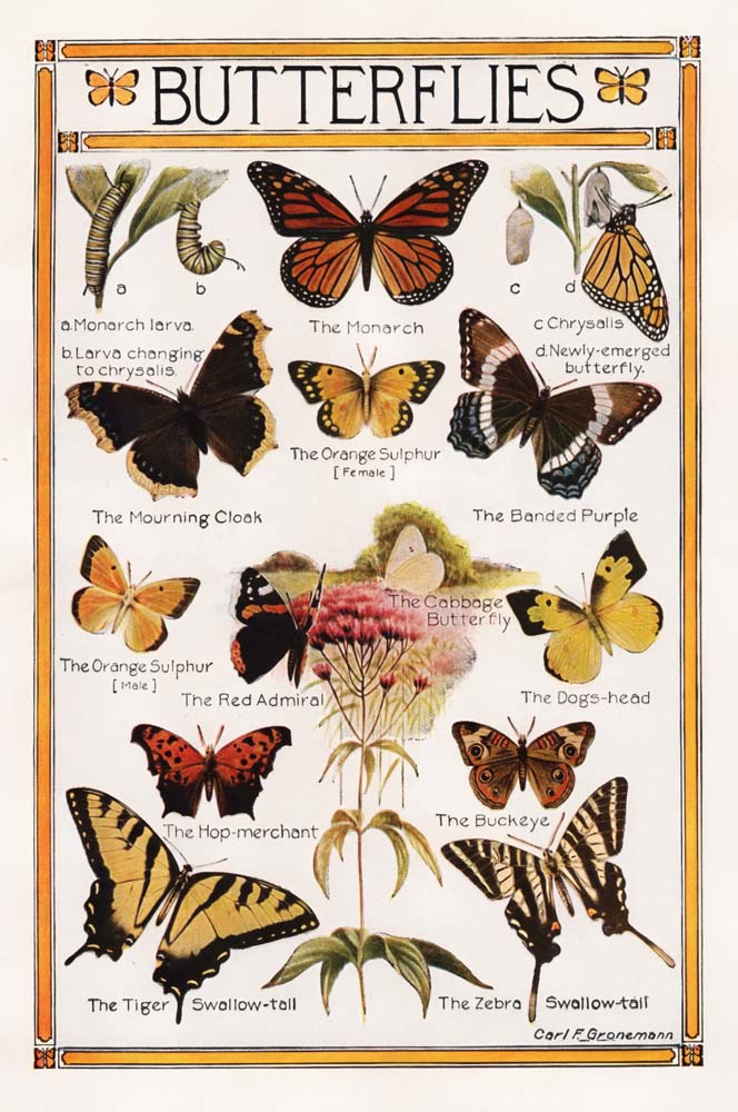 Butterflies