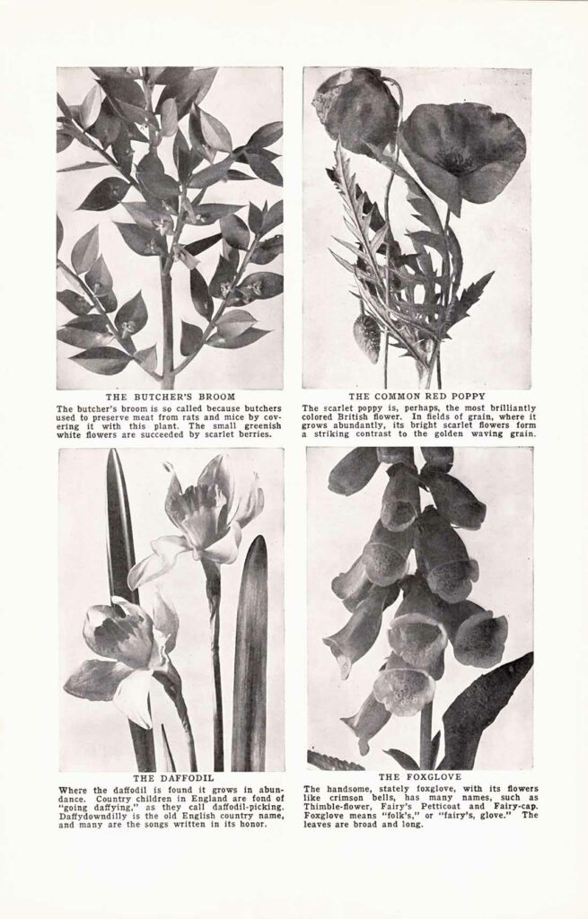 Bw Flower Bok 04 23 1 Web