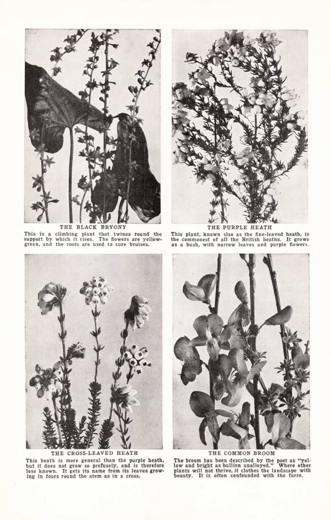 Bw Flower Bok 04 23 2 Web